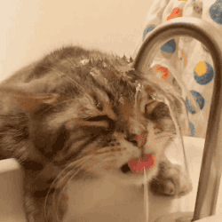 the better drink is natural water:kitten drinking water