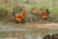 Chicken 01