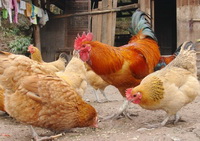 Chicken 02
