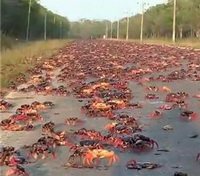 Introduction of Crab
