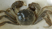 Crab 03