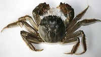 Crab 04