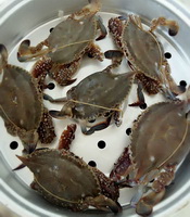 Crab 05