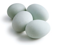 Introduction of Duck egg