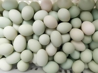 Duck Egg 03