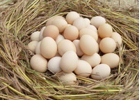 Eggs 05
