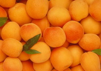 Introduction of Apricot