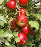 Introduction of apples