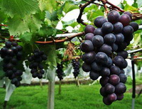 Introduction of grapes