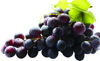 Grapes Photo 02