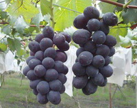 Grapes Photo 03