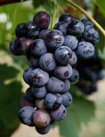 Grapes Photo 04