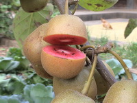 Kiwi fruit 06