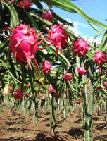 Introduction of Dragon fruit, it is also known as pitaya fruit