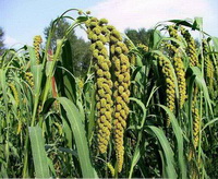 The health effects of millet, and its nutritional values.