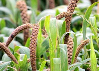 Introduction of Millet