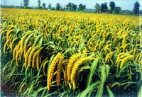The health effects of millet