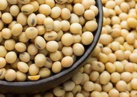 Soy bean 02