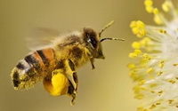 bee pollen 03
