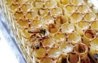 Introduction of Royal jelly