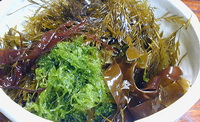 common health effects and function of seaweed